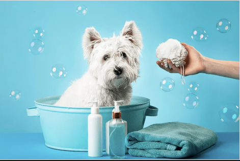Cheap vs Affordable Grooming: The Difference That Protects Your Dog